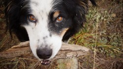 Our dog Bilbo loves fetch!